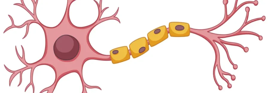 Use Stem Cells to Treat Nerve Disorders
