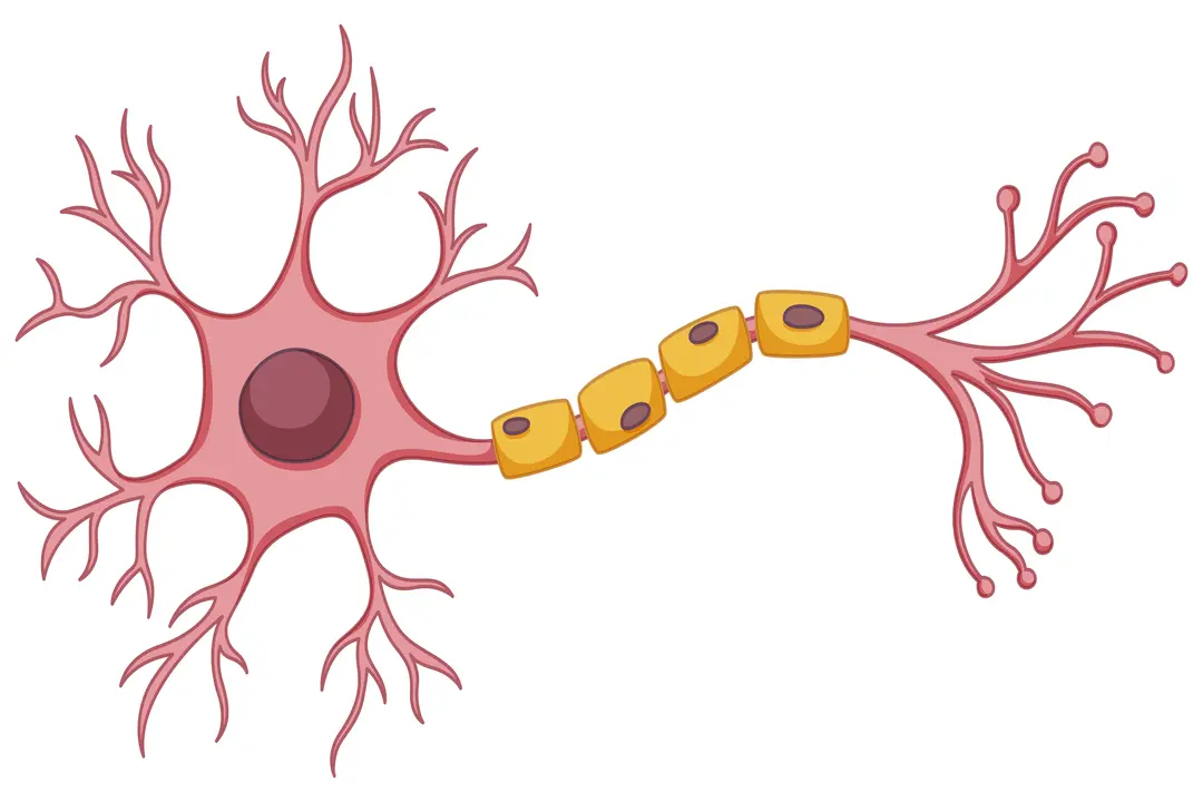 Use Stem Cells to Treat Nerve Disorders